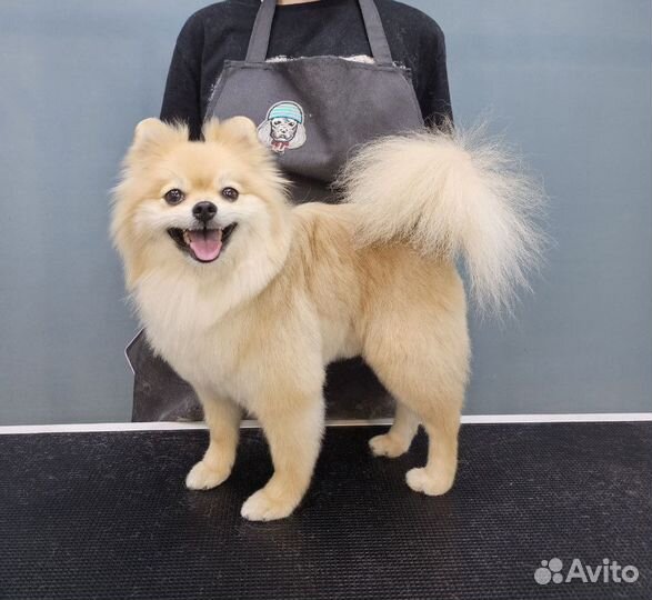 Груминг собак