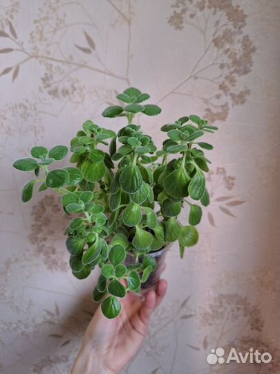 Комнатные растения