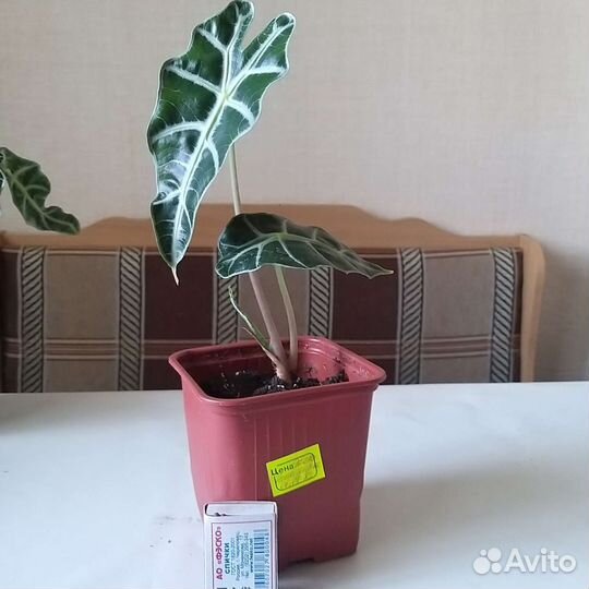 Алоказия black velvet и Дварф амазоника