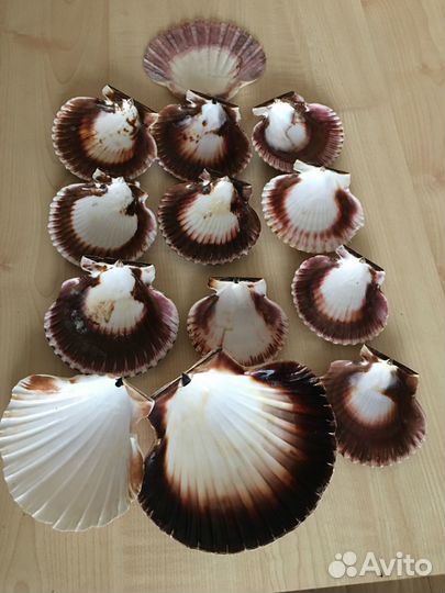 Морские ракушки раковины