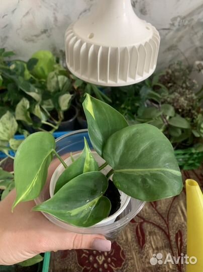 Комнатные растения