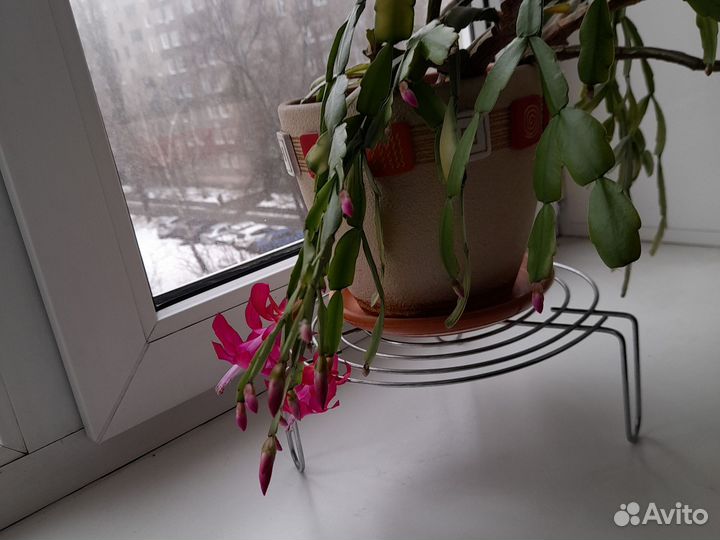 Цветок декабрист