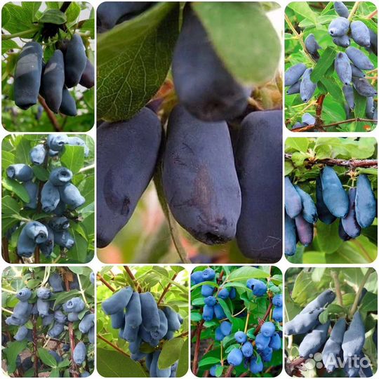 Жимолость/Каприфоль/Голубика