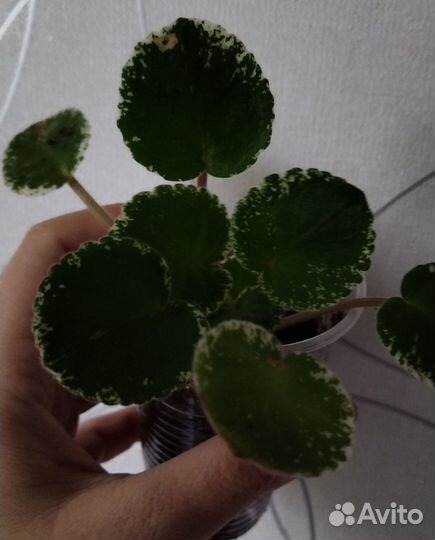 Комнатные растения