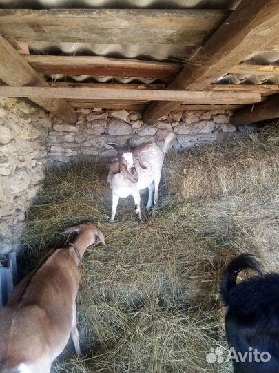 Англо нубийские козы