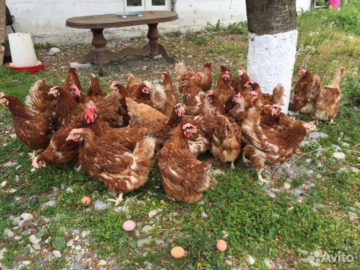 Куры несушки и масо яйчные