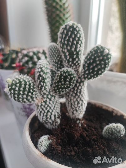 Кактус опунция - фото 3