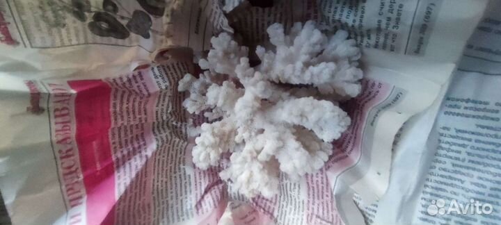 Морские ракушки и кораллы