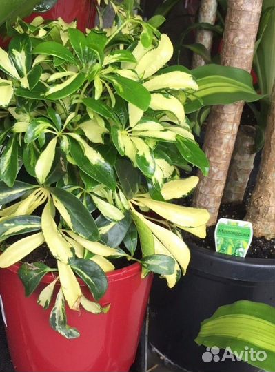 Шеффлера Мадам де Смет