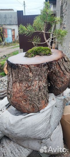 Сосна горная в кашпо