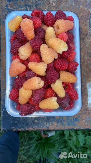 Малина Карамелька и Оранжевое чудо