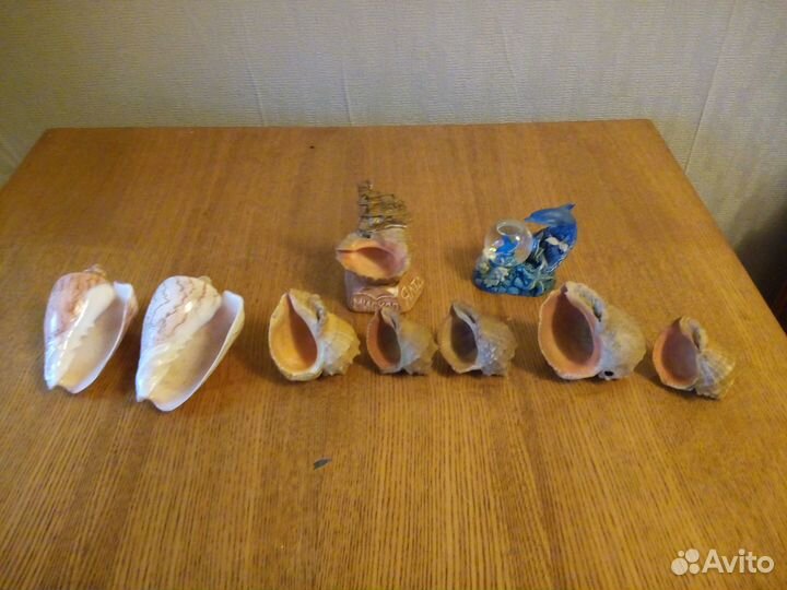 Морские ракушки раковины указанная цена за всё