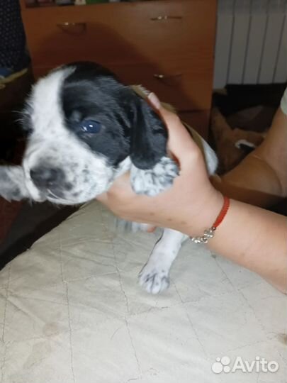 Русский охотничий спаниель щенки