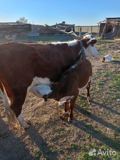 Корова с теленком