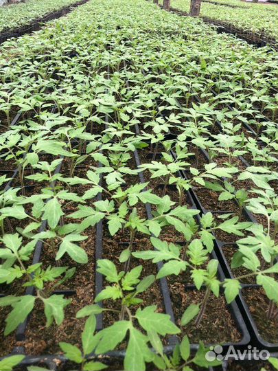 Рассада помидор