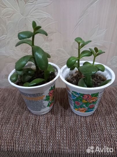 Традисканция