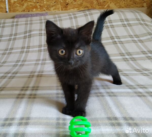 Отдам кошечку-2 мес