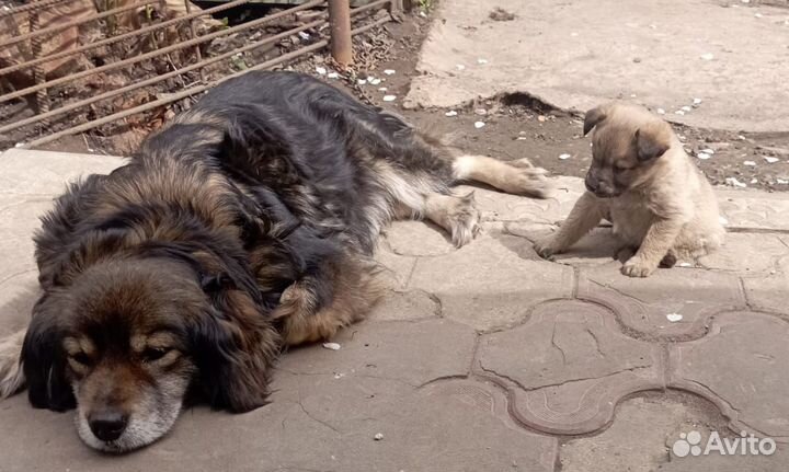 Отдаем щенка