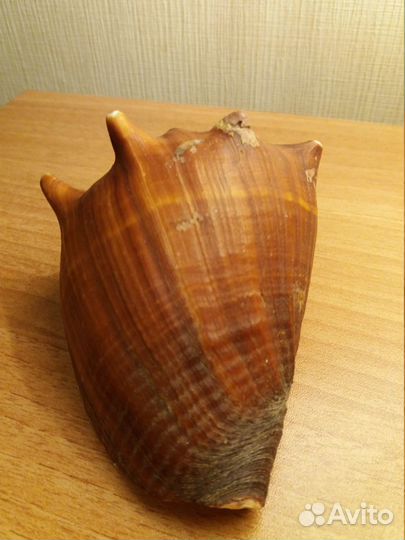 Морские раковины