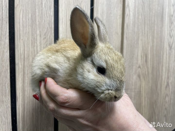 Декоративные карликовые кролики