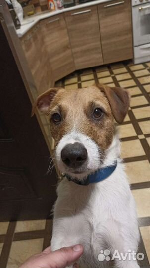 Парсон Рассел терьер