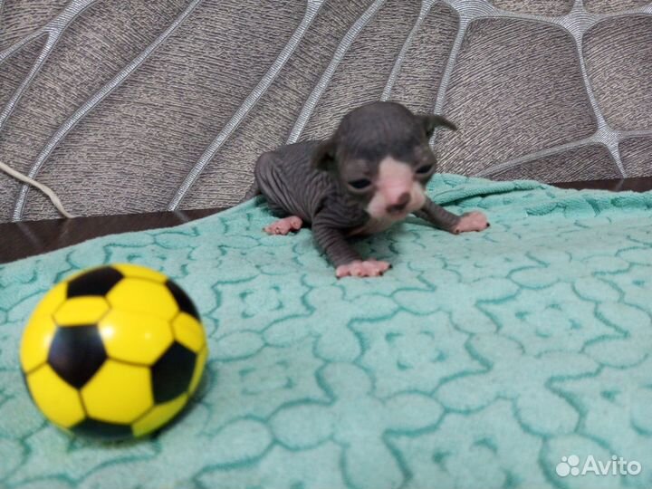 Канадский сфинкс