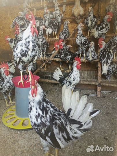 Сельское хозяйство