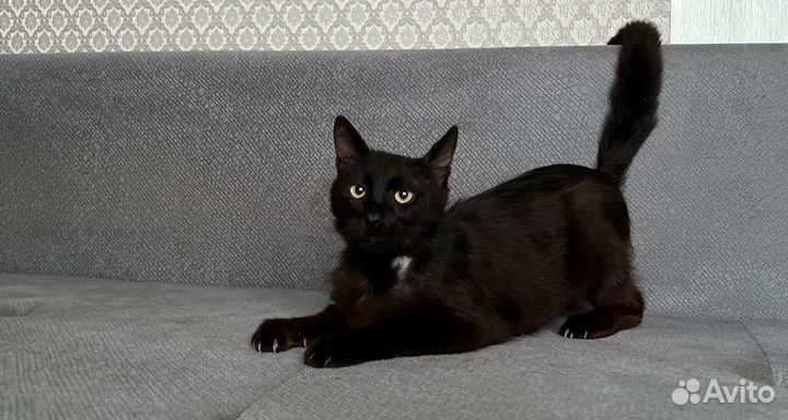 Кот Аркадий
