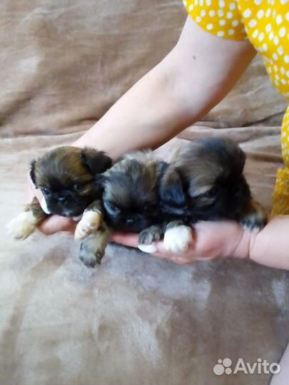 Щенки пекинеса