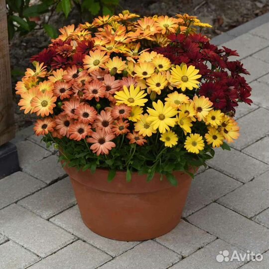 Семена Эустомы