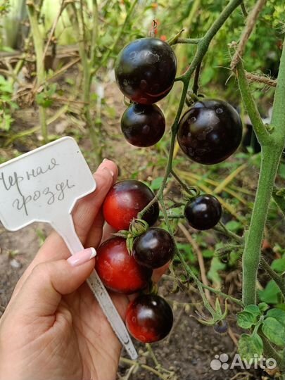 Семена коллекционных томатов - 76 сортов