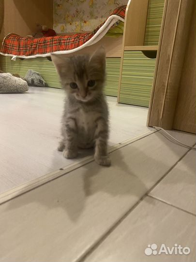 Отдам котят в добрые руки