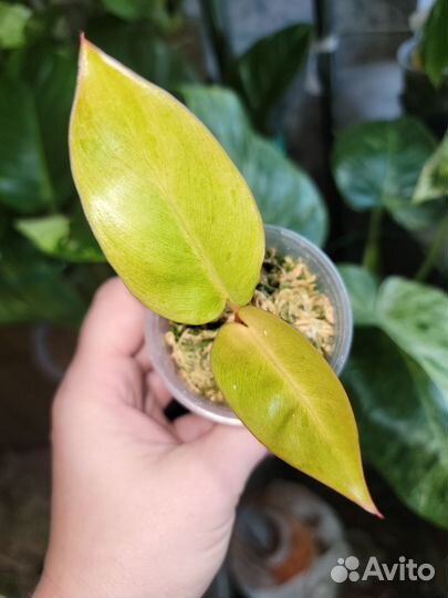 Фил Конго Ред Минт