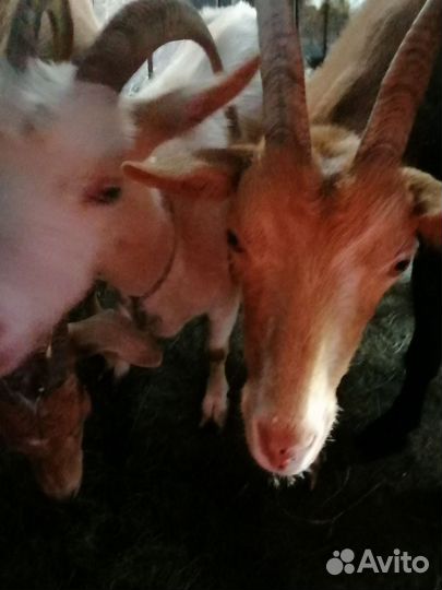 Продаю дойных коз и козлят