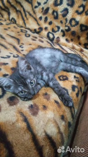 Котята в добрые руки бесплатно