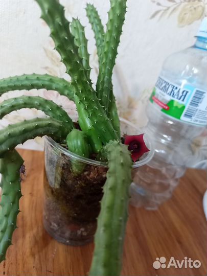 Гуэрния и стапелия