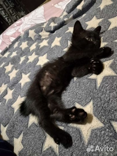 Бобтейл кошки, 1,5 мес