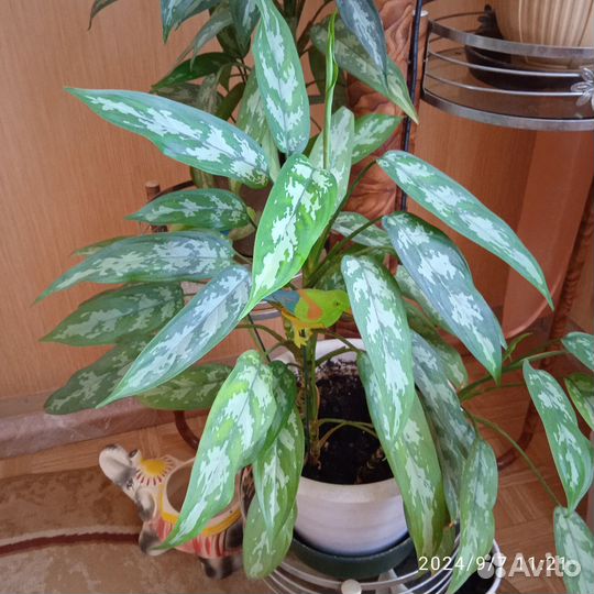 Комнатный цветок