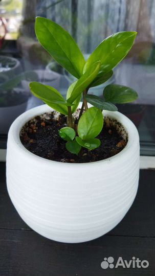 Замиокулькас