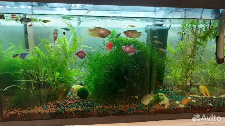 Аквариумные растения