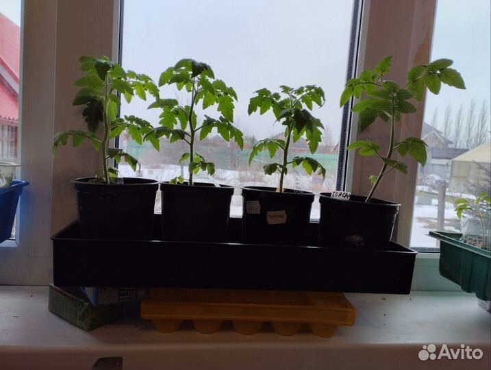 Рассада помидор