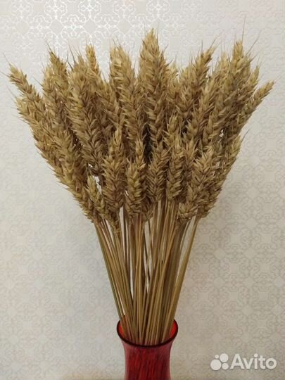 Колосья пшеницы сухоцвет