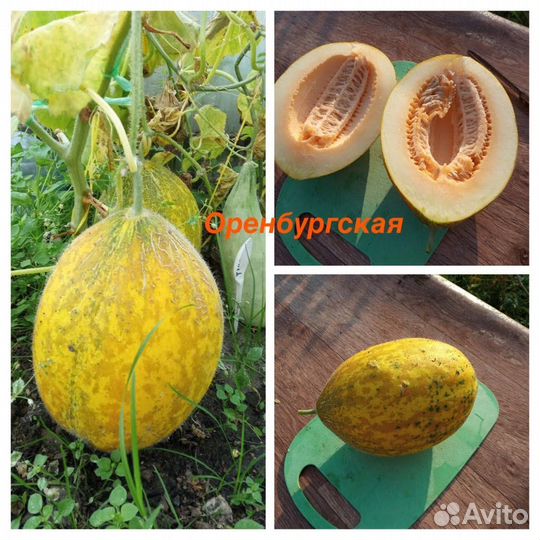 Огурдыня семена