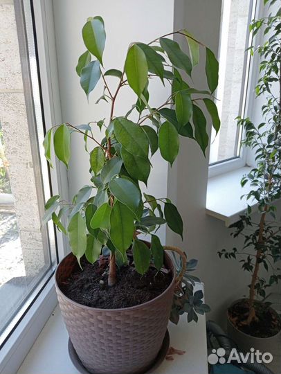 Фикус бенджамина
