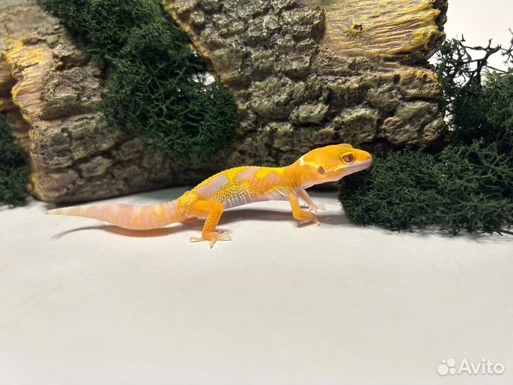 Эублефар (Eublepharis macularius)