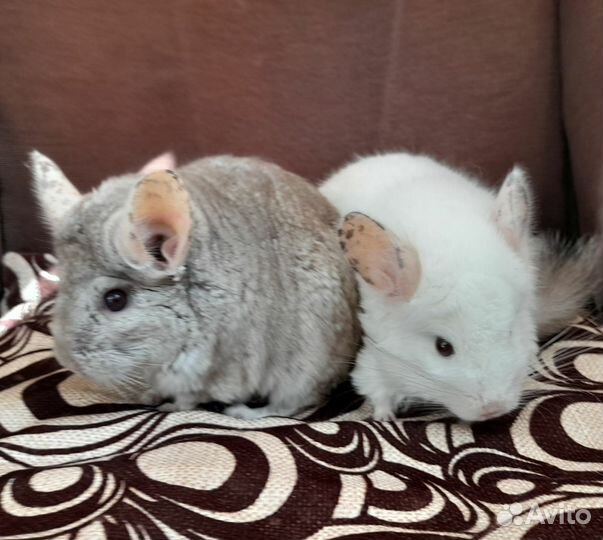 Пара Шиншилл