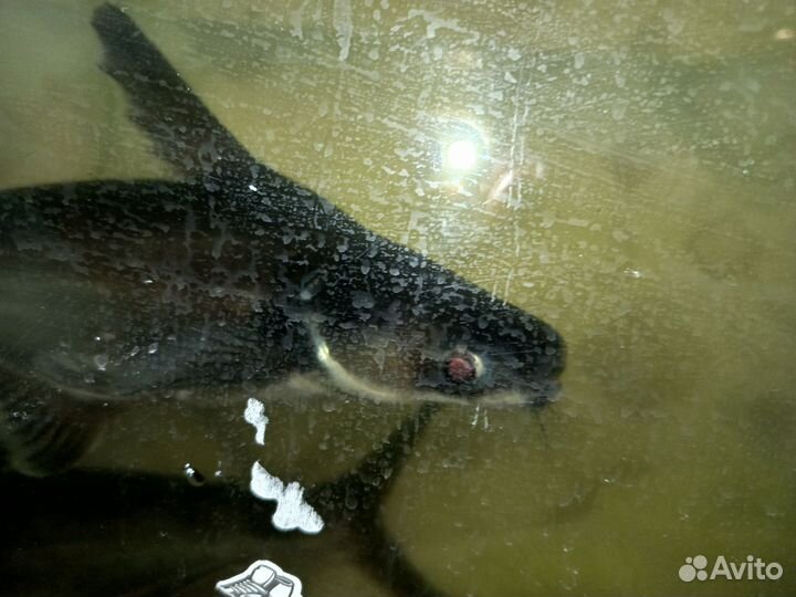 Акулий сом (Пангасиус)