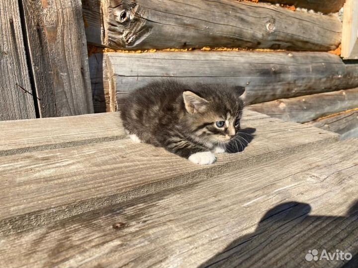 Котята в добрые руки даром