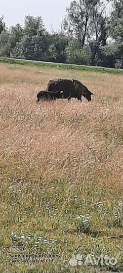 Овцы бараны романовские