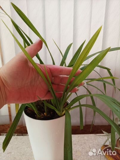 Мини- цимбидиумы. Орхидея